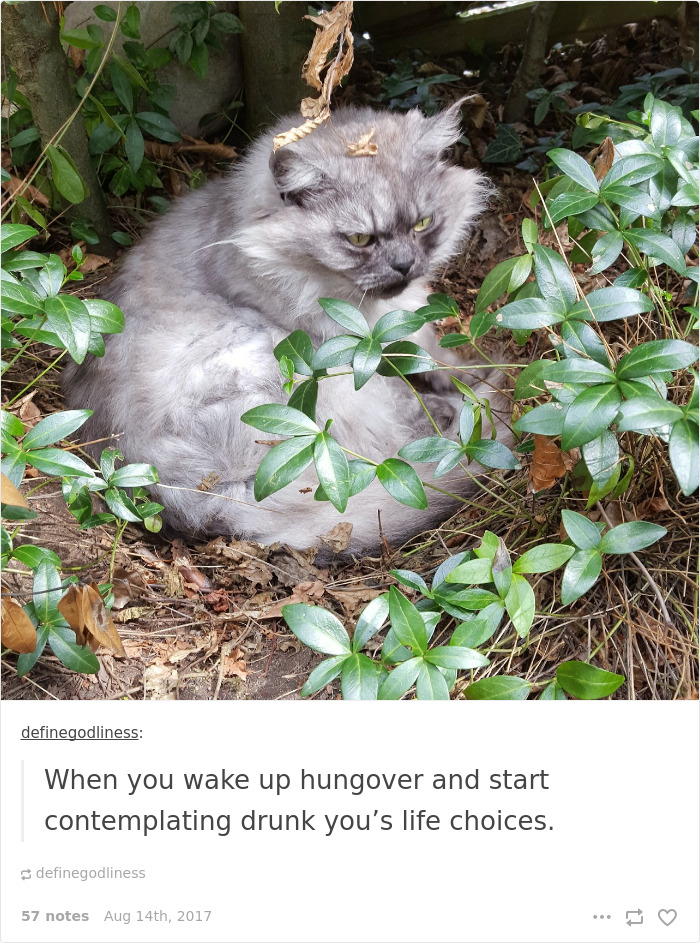 136 Cat Posts On Tumblr That Are Impossible Not To Laugh At