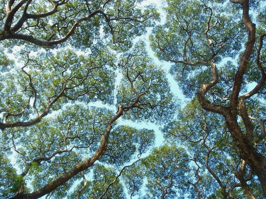27 Amazing Examples Of “Crown Shyness”, A Phenomenon Where Trees Avoid Touching 27 Amazing Examples Of “Crown Shyness”, A Phenomenon Where Trees Avoid Touching