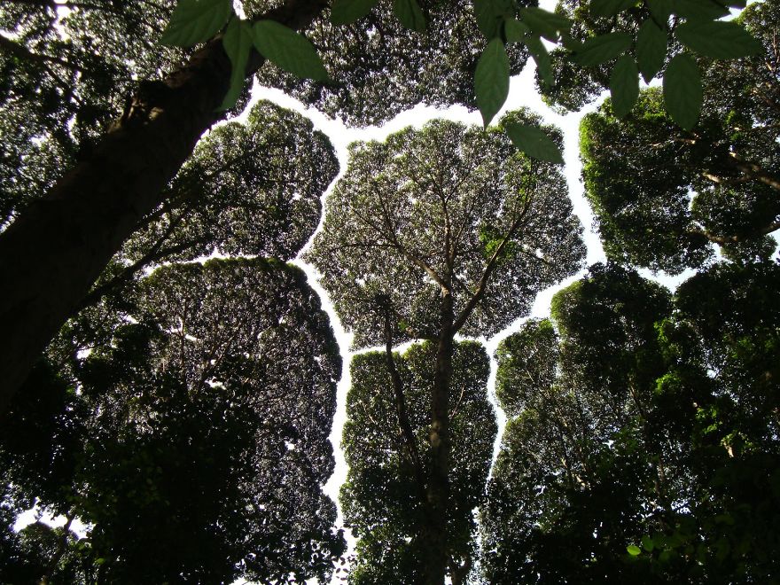 27 Amazing Examples Of “Crown Shyness”, A Phenomenon Where Trees Avoid Touching 27 Amazing Examples Of “Crown Shyness”, A Phenomenon Where Trees Avoid Touching