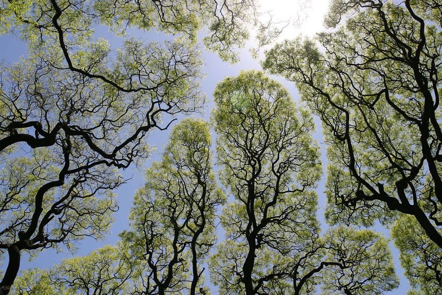27 Amazing Examples Of “Crown Shyness”, A Phenomenon Where Trees Avoid Touching 27 Amazing Examples Of “Crown Shyness”, A Phenomenon Where Trees Avoid Touching
