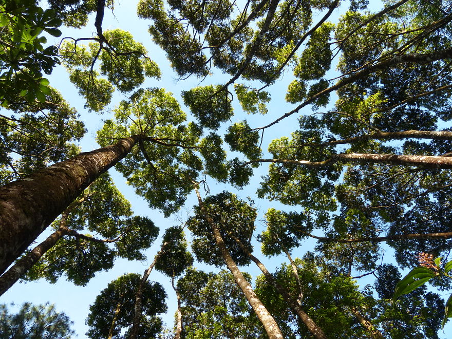 27 Amazing Examples Of “Crown Shyness”, A Phenomenon Where Trees Avoid Touching 27 Amazing Examples Of “Crown Shyness”, A Phenomenon Where Trees Avoid Touching