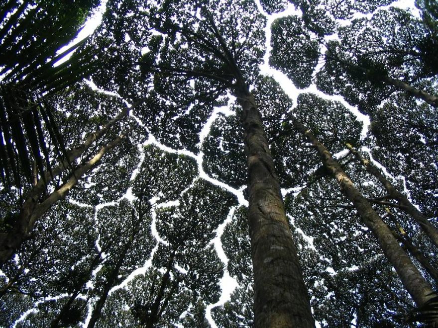 27 Amazing Examples Of “Crown Shyness”, A Phenomenon Where Trees Avoid Touching 27 Amazing Examples Of “Crown Shyness”, A Phenomenon Where Trees Avoid Touching