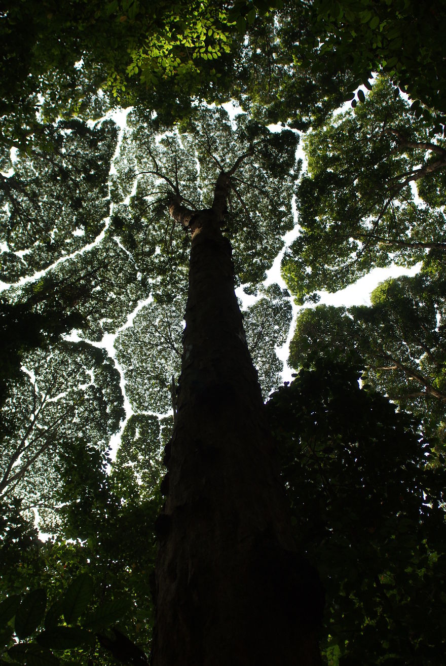 27 Amazing Examples Of “Crown Shyness”, A Phenomenon Where Trees Avoid Touching 27 Amazing Examples Of “Crown Shyness”, A Phenomenon Where Trees Avoid Touching