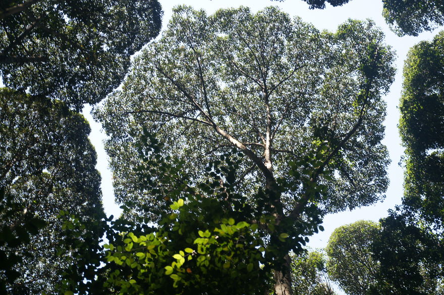 27 Amazing Examples Of “Crown Shyness”, A Phenomenon Where Trees Avoid Touching 27 Amazing Examples Of “Crown Shyness”, A Phenomenon Where Trees Avoid Touching