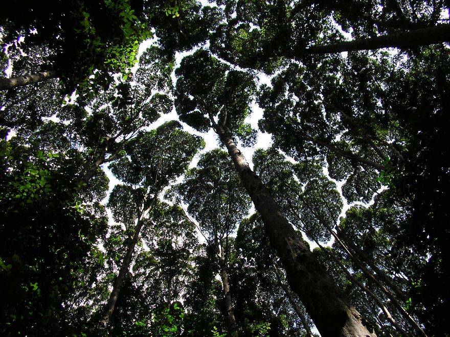 27 Amazing Examples Of “Crown Shyness”, A Phenomenon Where Trees Avoid Touching 27 Amazing Examples Of “Crown Shyness”, A Phenomenon Where Trees Avoid Touching