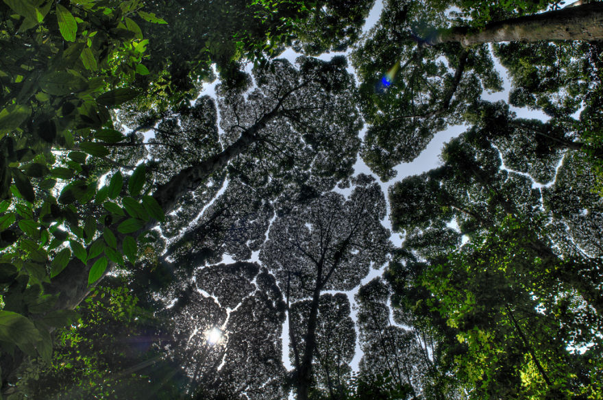 27 Amazing Examples Of “Crown Shyness”, A Phenomenon Where Trees Avoid Touching 27 Amazing Examples Of “Crown Shyness”, A Phenomenon Where Trees Avoid Touching