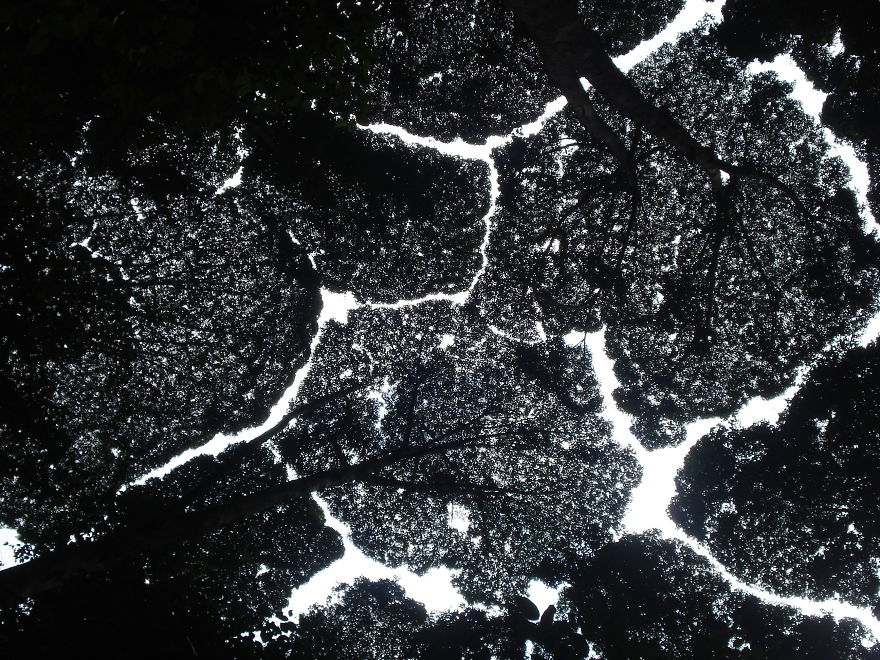 27 Amazing Examples Of “Crown Shyness”, A Phenomenon Where Trees Avoid Touching 27 Amazing Examples Of “Crown Shyness”, A Phenomenon Where Trees Avoid Touching