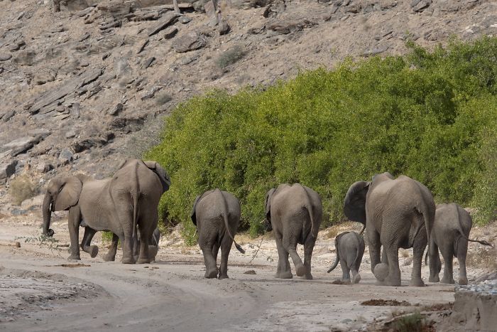 Big Game Hunter Gets Killed By Elephant He Was Trying To Shoot, And Here&#8217;s How Internet Reacts