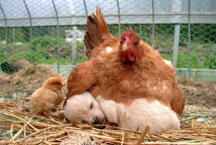 26 Photos Proving That Hens Are The Best Moms In The Animal Kingdom 26 Photos Proving That Hens Are The Best Moms In The Animal Kingdom