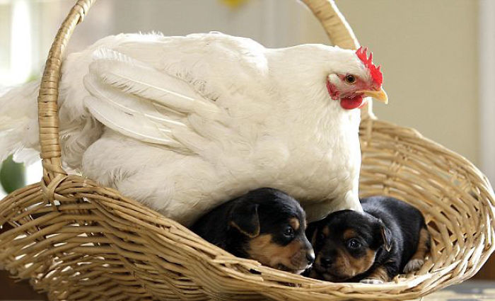 26 Photos Proving That Hens Are The Best Moms In The Animal Kingdom 26 Photos Proving That Hens Are The Best Moms In The Animal Kingdom