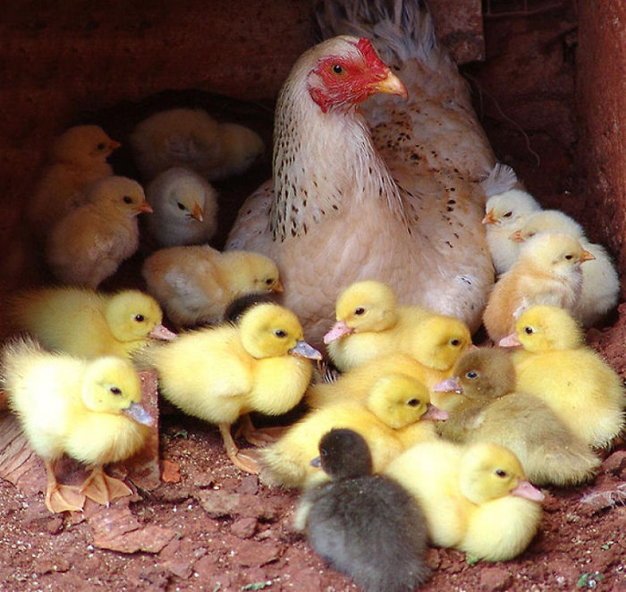 26 Photos Proving That Hens Are The Best Moms In The Animal Kingdom 26 Photos Proving That Hens Are The Best Moms In The Animal Kingdom
