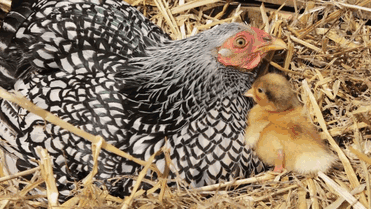 26 Photos Proving That Hens Are The Best Moms In The Animal Kingdom 26 Photos Proving That Hens Are The Best Moms In The Animal Kingdom