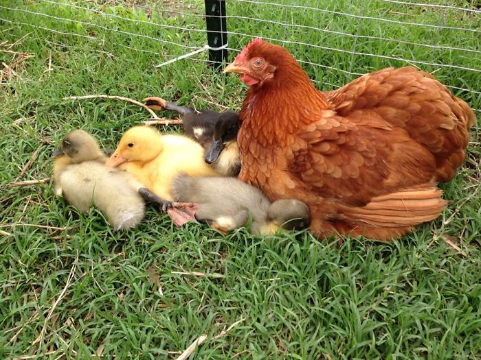 26 Photos Proving That Hens Are The Best Moms In The Animal Kingdom 26 Photos Proving That Hens Are The Best Moms In The Animal Kingdom