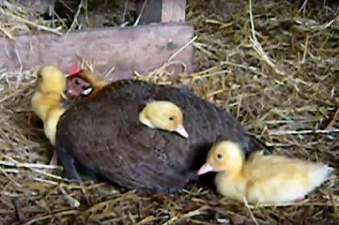 26 Photos Proving That Hens Are The Best Moms In The Animal Kingdom 26 Photos Proving That Hens Are The Best Moms In The Animal Kingdom