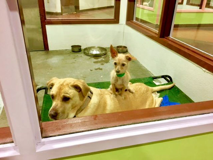Shelter Dog Stays Glued To His Bigger Doggo Friend To Make Sure Someone Adopts Them Together Shelter Dog Stays Glued To His Bigger Doggo Friend To Make Sure Someone Adopts Them Together