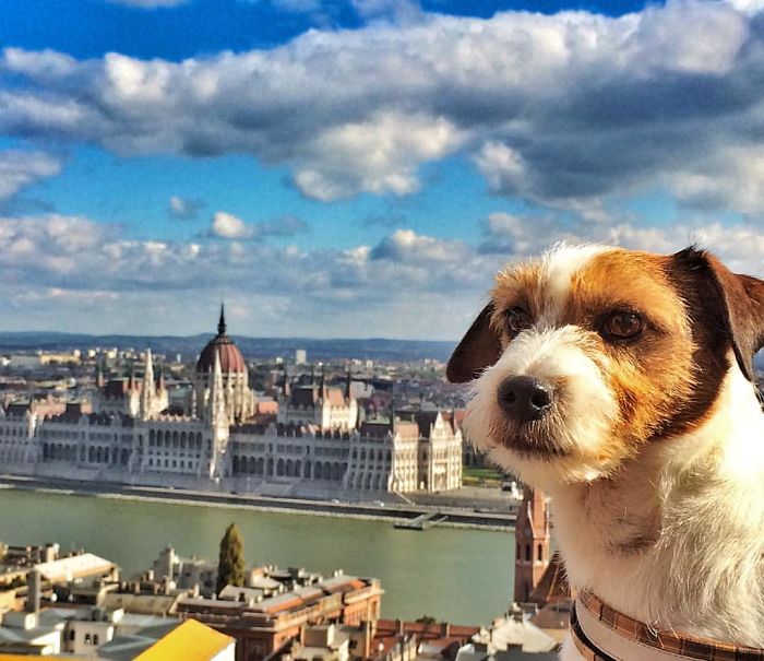 Puppy Explored 24 Countries And Is Hungry For More