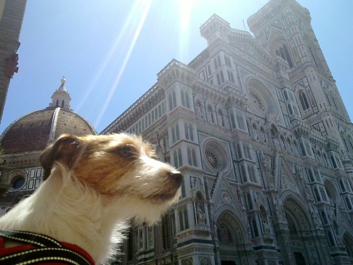 Puppy Explored 24 Countries And Is Hungry For More