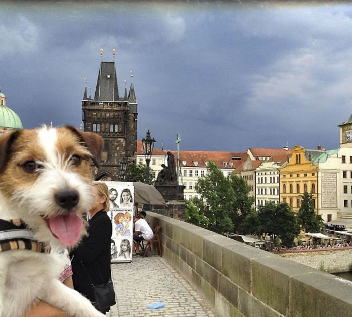 Puppy Explored 24 Countries And Is Hungry For More