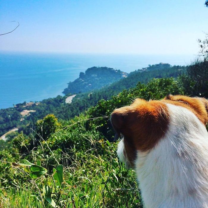 Puppy Explored 24 Countries And Is Hungry For More