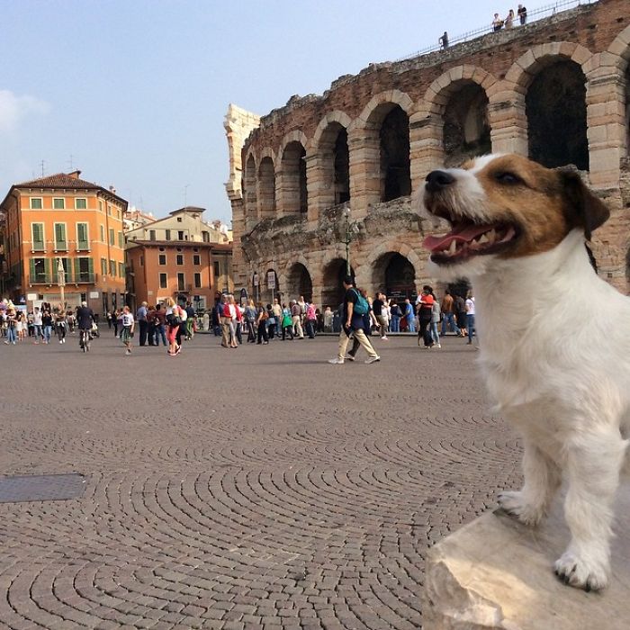 Puppy Explored 24 Countries And Is Hungry For More