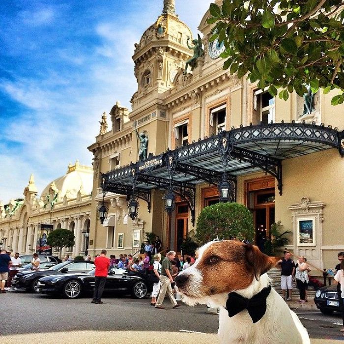 Puppy Explored 24 Countries And Is Hungry For More