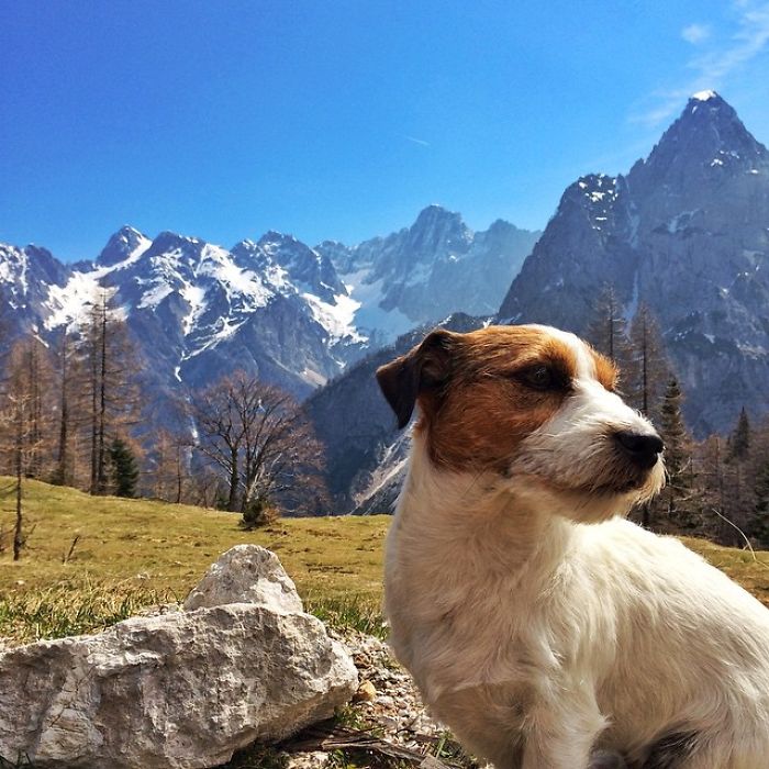 Puppy Explored 24 Countries And Is Hungry For More