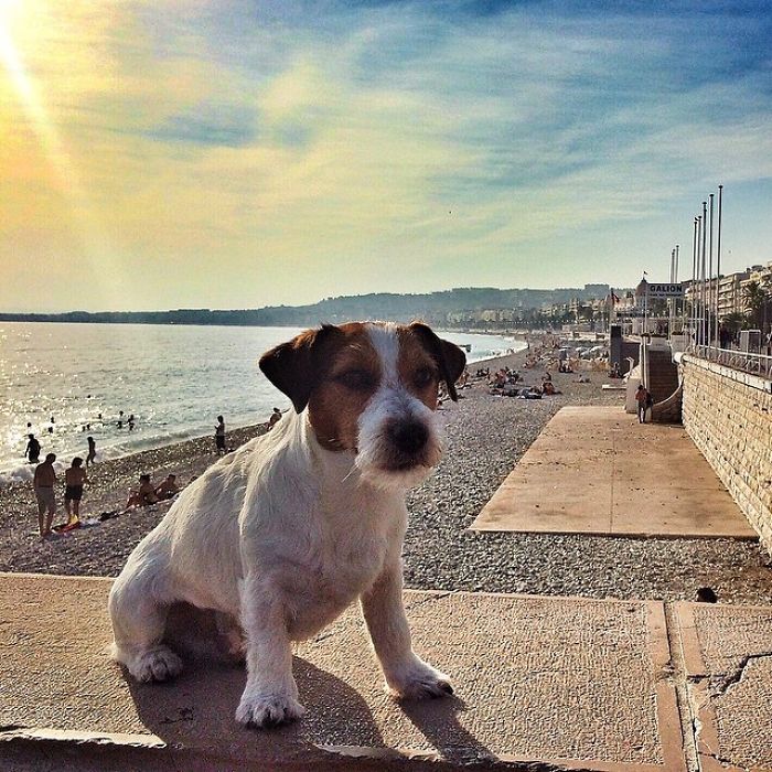 Puppy Explored 24 Countries And Is Hungry For More