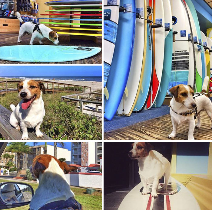 Puppy Explored 24 Countries And Is Hungry For More