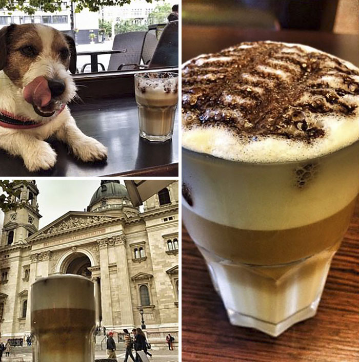 Puppy Explored 24 Countries And Is Hungry For More