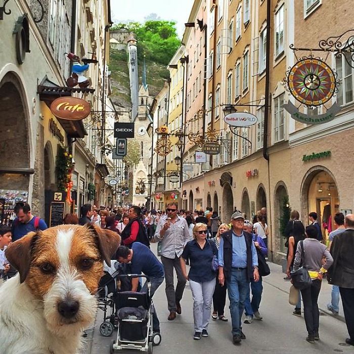 Puppy Explored 24 Countries And Is Hungry For More