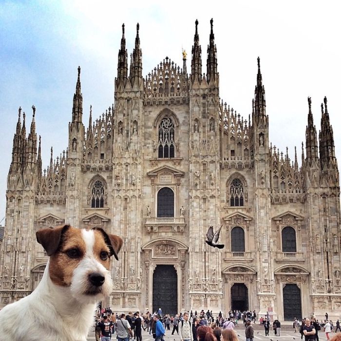Puppy Explored 24 Countries And Is Hungry For More