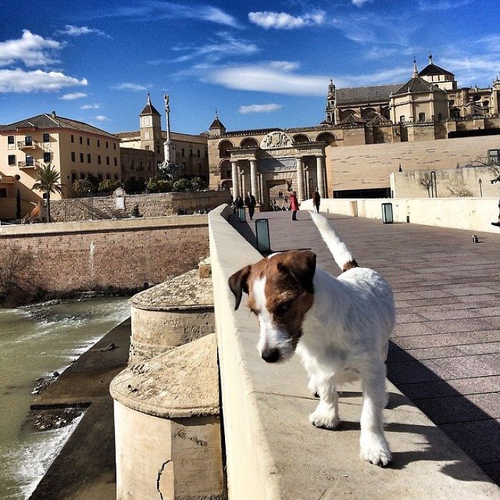 Puppy Explored 24 Countries And Is Hungry For More