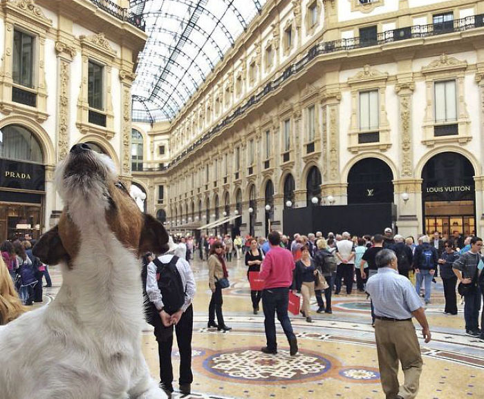 Puppy Explored 24 Countries And Is Hungry For More