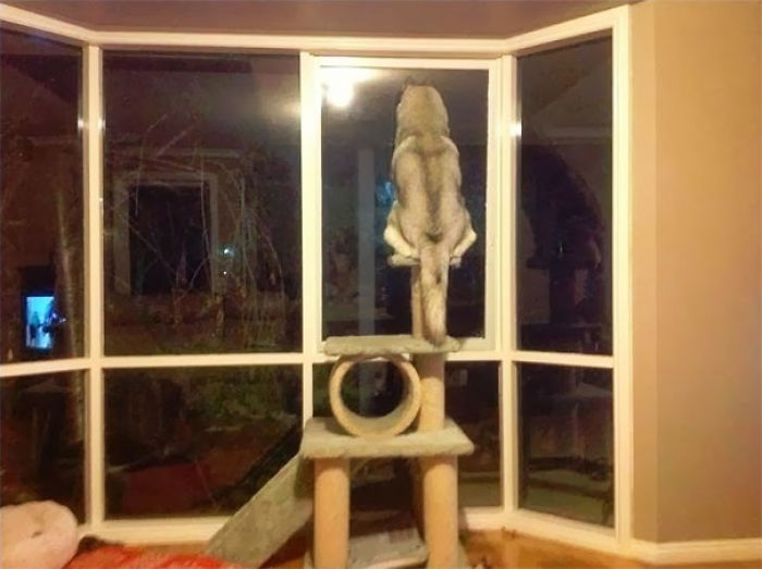 82 Dogs Who Think They’re Cats 82 Dogs Who Think They’re Cats