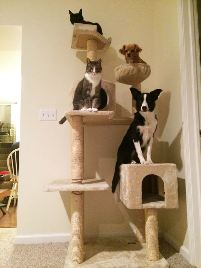 82 Dogs Who Think They’re Cats 82 Dogs Who Think They’re Cats