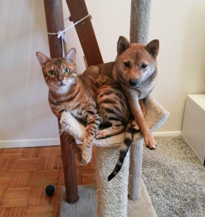 82 Dogs Who Think They’re Cats 82 Dogs Who Think They’re Cats