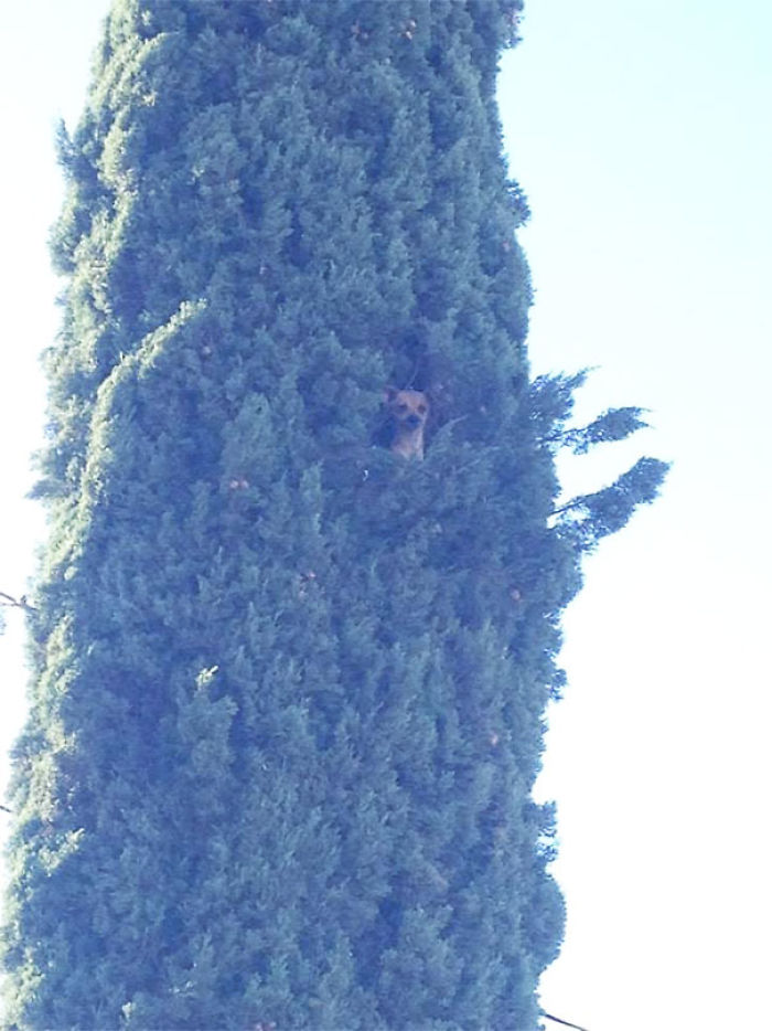 82 Dogs Who Think They’re Cats 82 Dogs Who Think They’re Cats