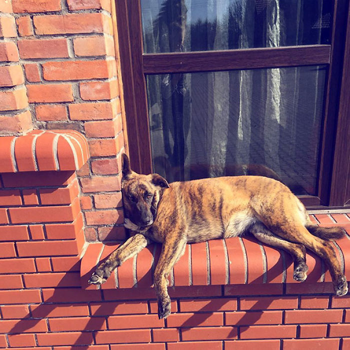 82 Dogs Who Think They’re Cats 82 Dogs Who Think They’re Cats