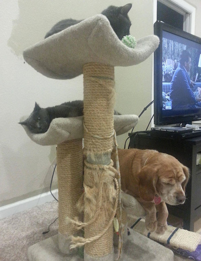 82 Dogs Who Think They’re Cats 82 Dogs Who Think They’re Cats