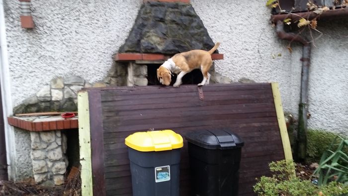 82 Dogs Who Think They’re Cats 82 Dogs Who Think They’re Cats