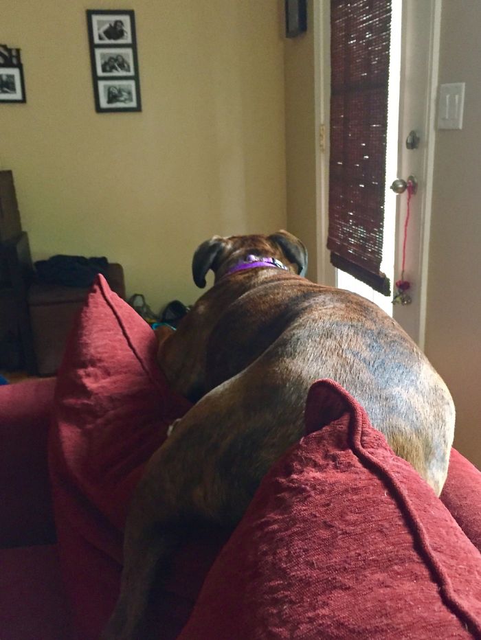 82 Dogs Who Think They’re Cats 82 Dogs Who Think They’re Cats