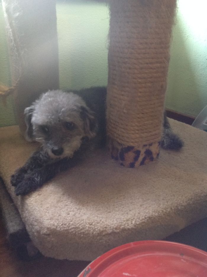 82 Dogs Who Think They’re Cats 82 Dogs Who Think They’re Cats