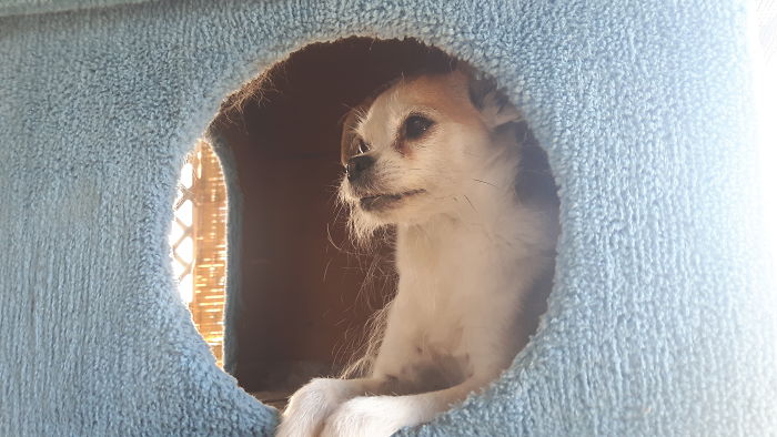 82 Dogs Who Think They’re Cats 82 Dogs Who Think They’re Cats