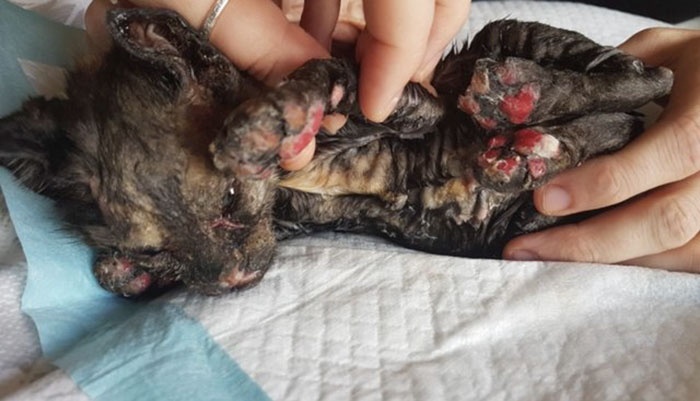 Neighbors Extinguishing Backyard Fire Suddenly Hear Cries For Help, And Here’s What They Find (Graphic Content) Neighbors Extinguishing Backyard Fire Suddenly Hear Cries For Help, And Here’s What They Find (Graphic Content)