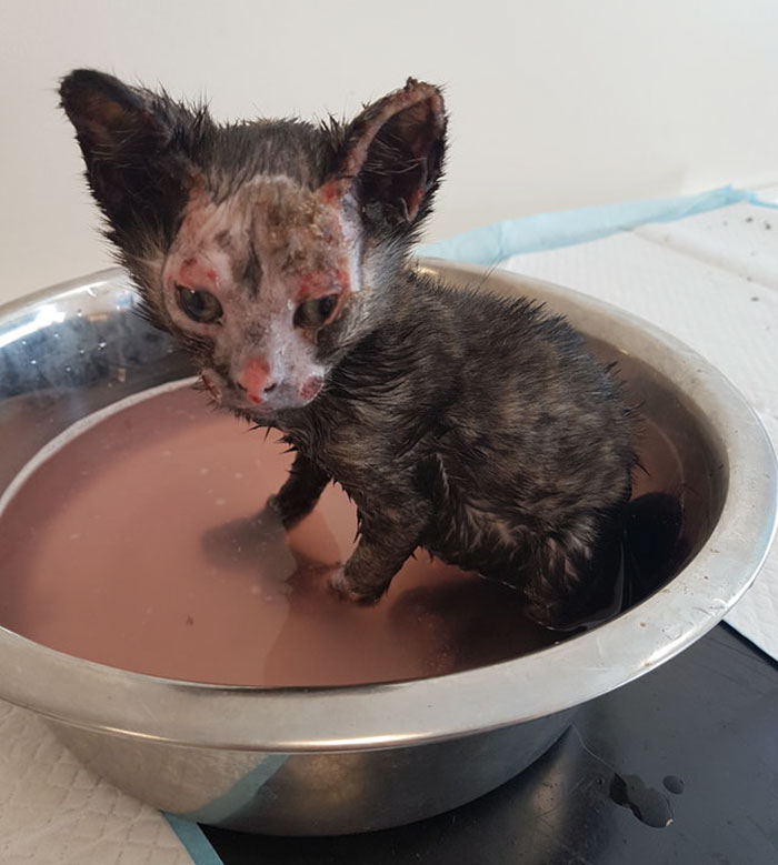 Neighbors Extinguishing Backyard Fire Suddenly Hear Cries For Help, And Here’s What They Find (Graphic Content) Neighbors Extinguishing Backyard Fire Suddenly Hear Cries For Help, And Here’s What They Find (Graphic Content)