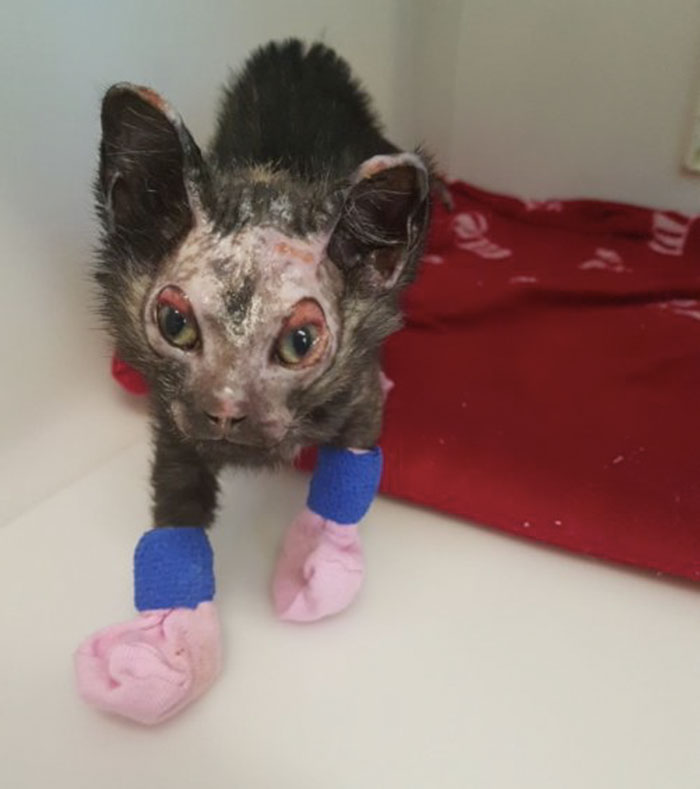 Neighbors Extinguishing Backyard Fire Suddenly Hear Cries For Help, And Here’s What They Find (Graphic Content) Neighbors Extinguishing Backyard Fire Suddenly Hear Cries For Help, And Here’s What They Find (Graphic Content)