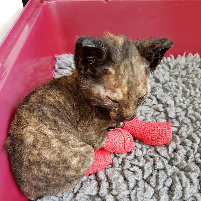 Neighbors Extinguishing Backyard Fire Suddenly Hear Cries For Help, And Here’s What They Find (Graphic Content) Neighbors Extinguishing Backyard Fire Suddenly Hear Cries For Help, And Here’s What They Find (Graphic Content)