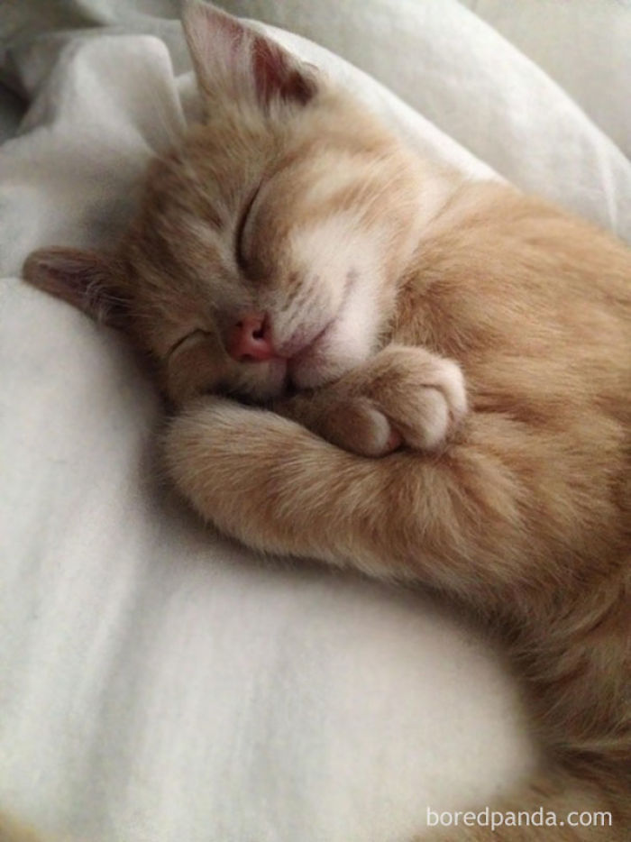 50 Of The Funniest I Woke Up To This” Moments That Have Ever Happened To Pet Owners” 50 Of The Funniest I Woke Up To This” Moments That Have Ever Happened To Pet Owners”