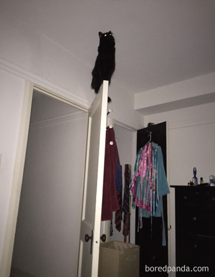 50 Of The Funniest I Woke Up To This” Moments That Have Ever Happened To Pet Owners” 50 Of The Funniest I Woke Up To This” Moments That Have Ever Happened To Pet Owners”