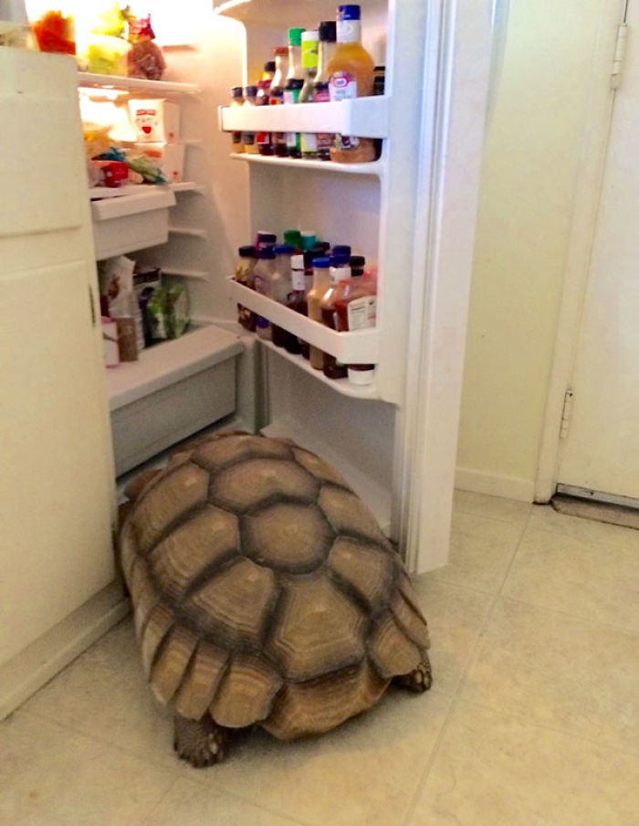 50 Of The Funniest I Woke Up To This” Moments That Have Ever Happened To Pet Owners” 50 Of The Funniest I Woke Up To This” Moments That Have Ever Happened To Pet Owners”